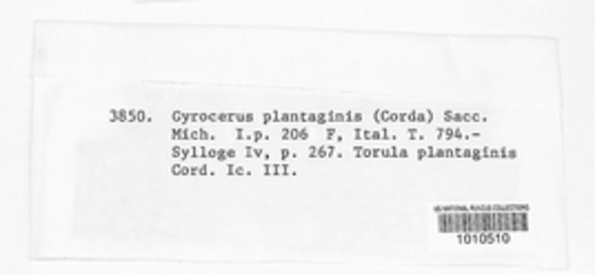 Taeniolella plantaginis image